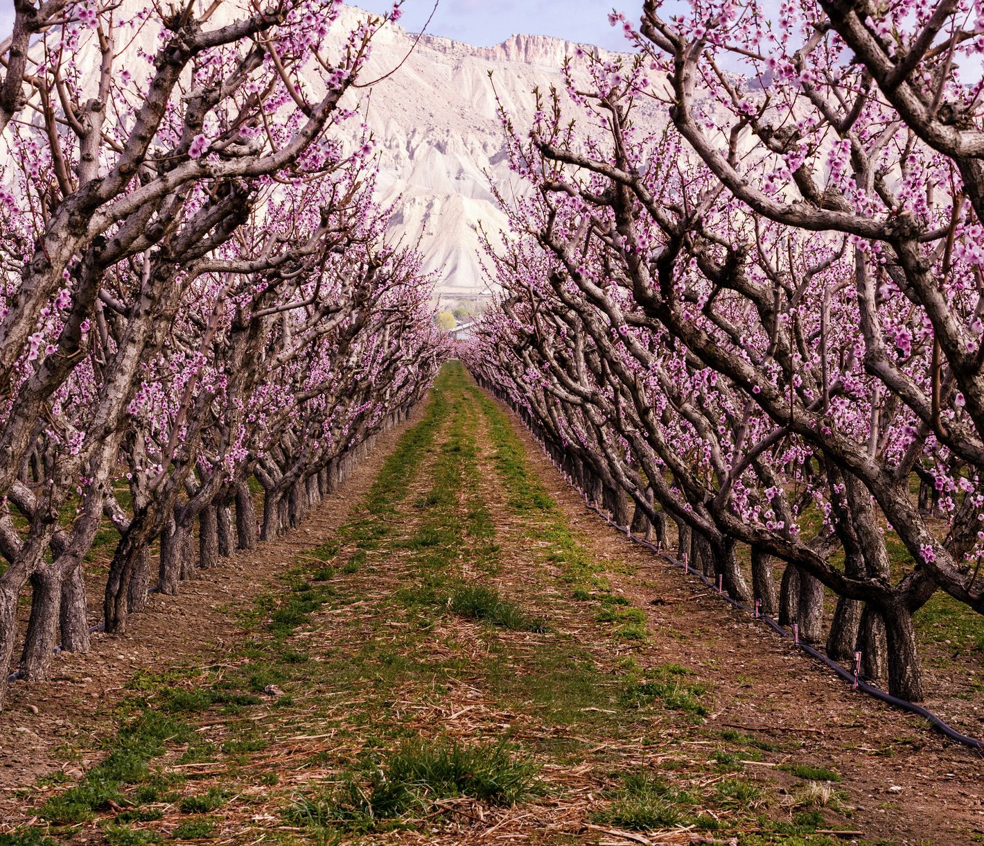 In der Gegend um Grand Junction werden auf farbenfrohen Feldern unter anderem saftige Pfirsiche angebaut.