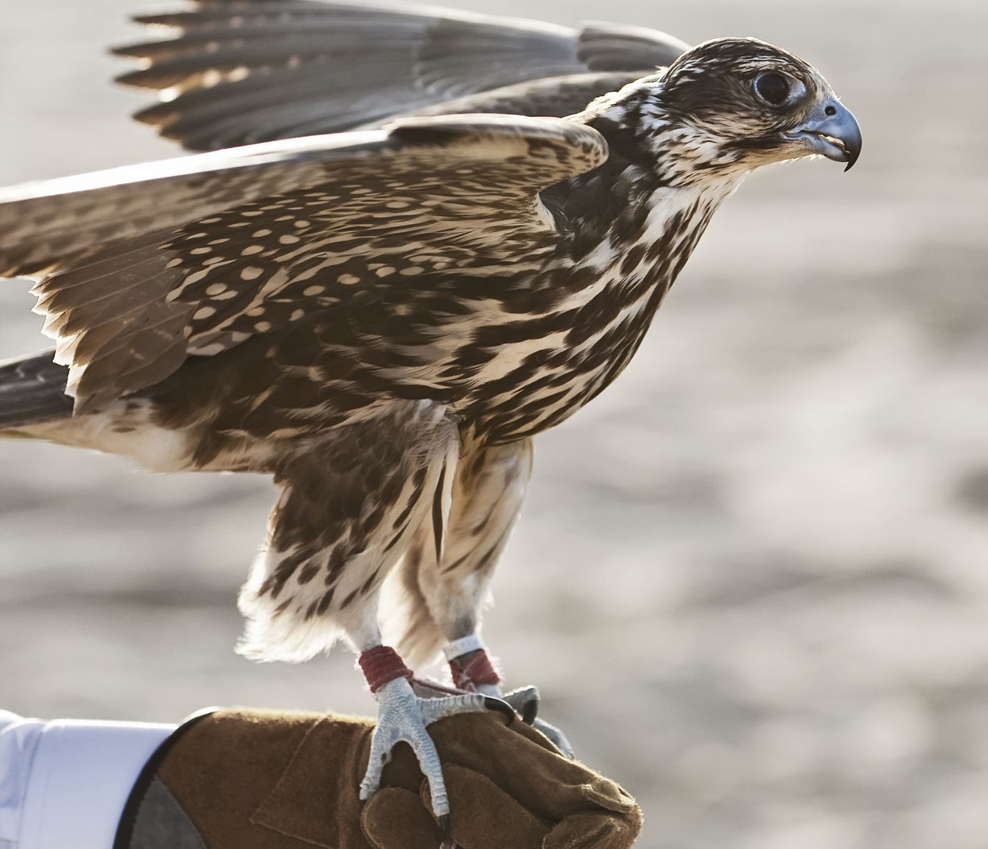 Der majestätische Nationalvogel beim täglichen Training für die Jagd