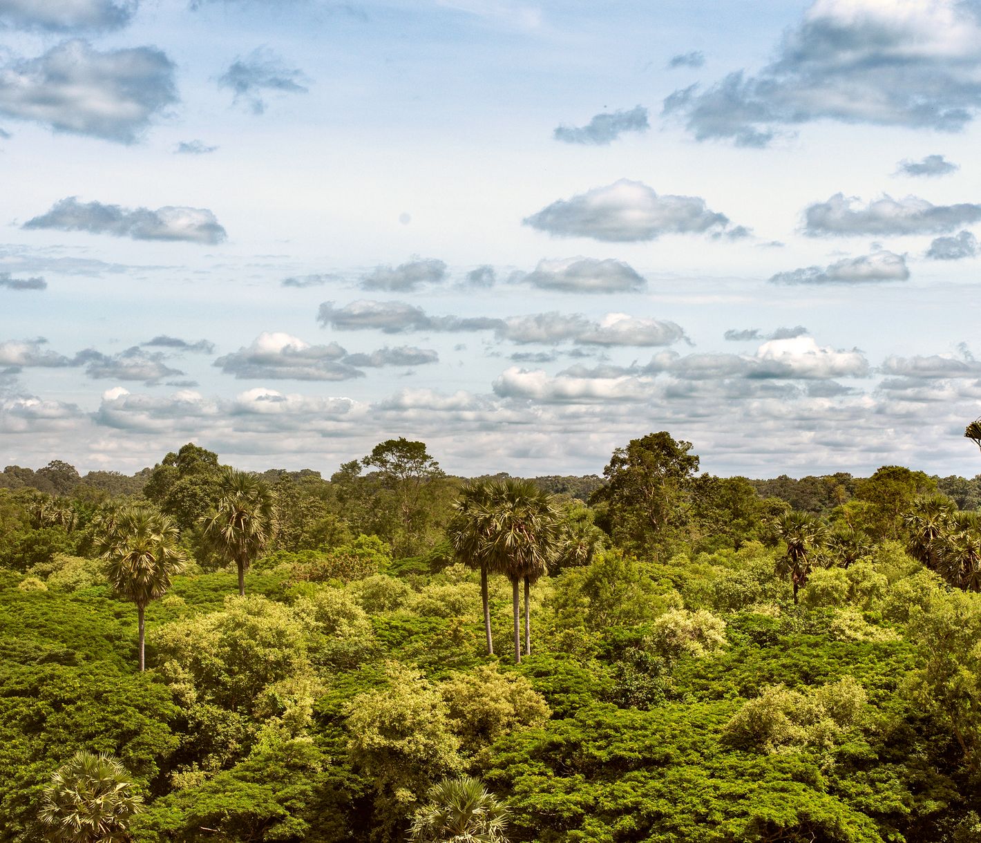Sicht über den dichten, kaum berührten Dschungel zwischen Cardamom-Gebirge und Kirirom-Nationalpark
