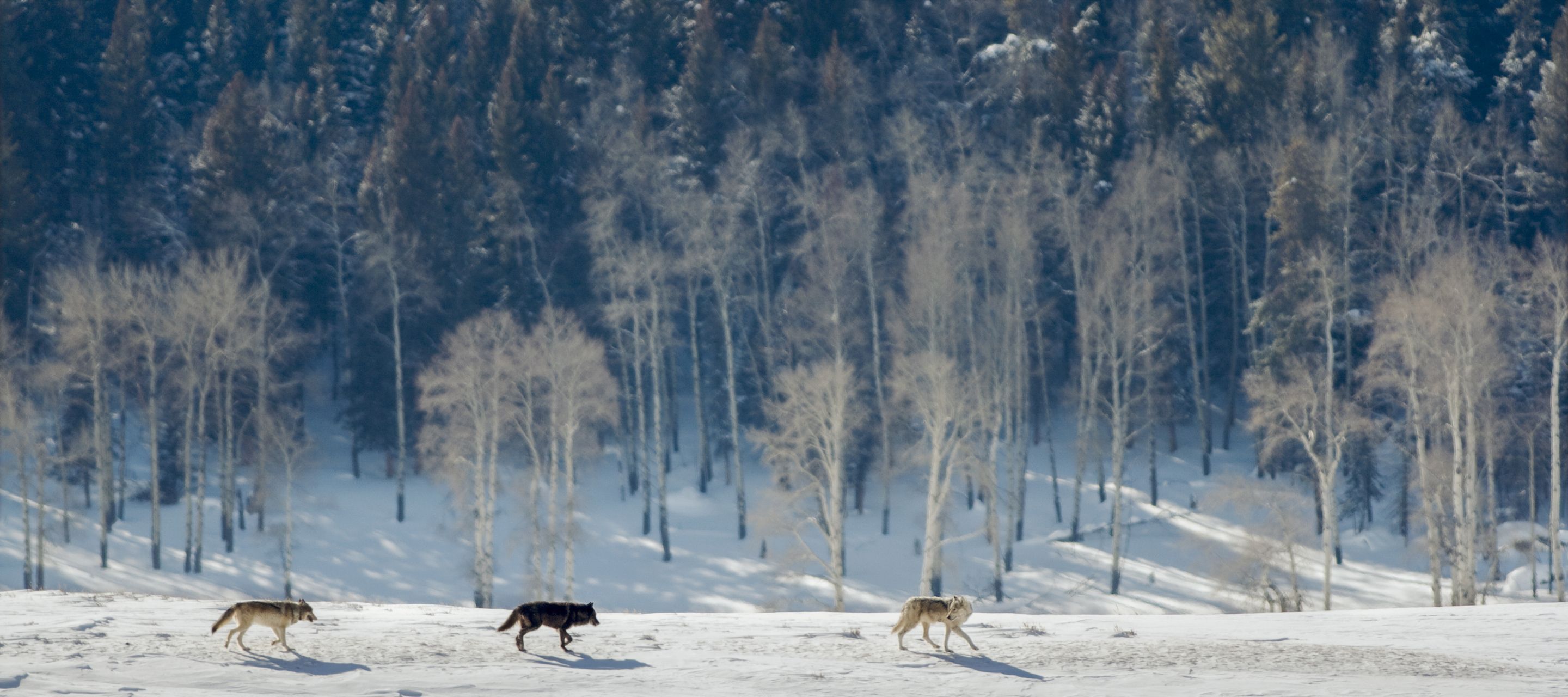 Im weiten Lamar Valley besteht die grösste Chance, einem Rudel Grauwölfe zu begegnen.