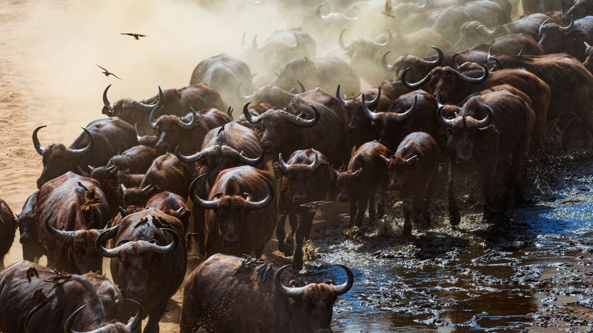 Eine Büffelherde wirbelt Staub auf im Mana-Pools-Nationalpark