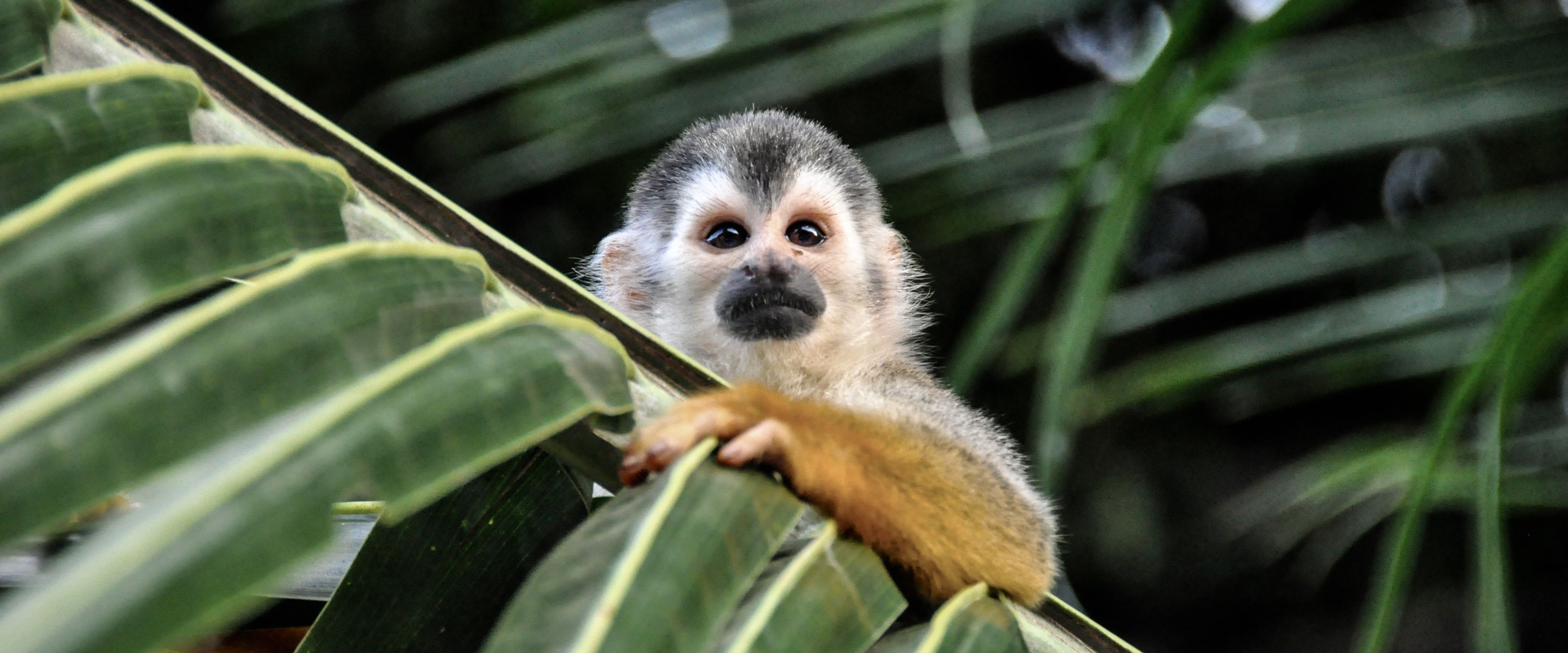 Si sauvage et pourtant si proche !