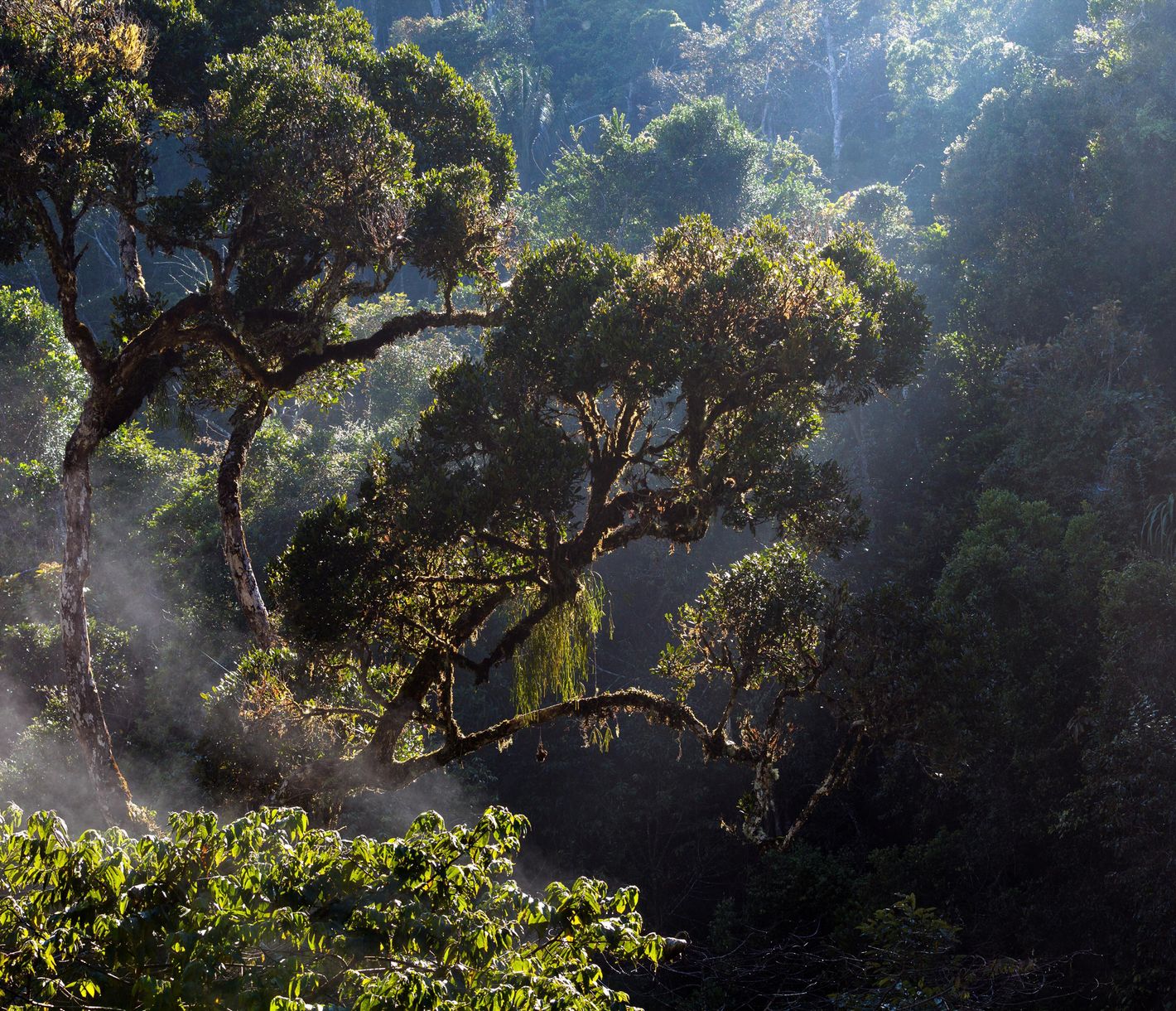 Regenwald an der Ostküste Madagaskars im Analamazoatra-Reservat
