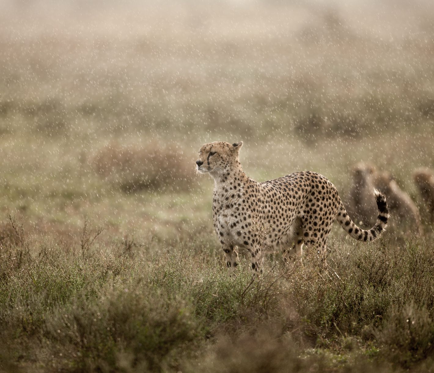 Eine Geparden-Mutter hält Ausschau im verregneten Ngorongoro-Krater