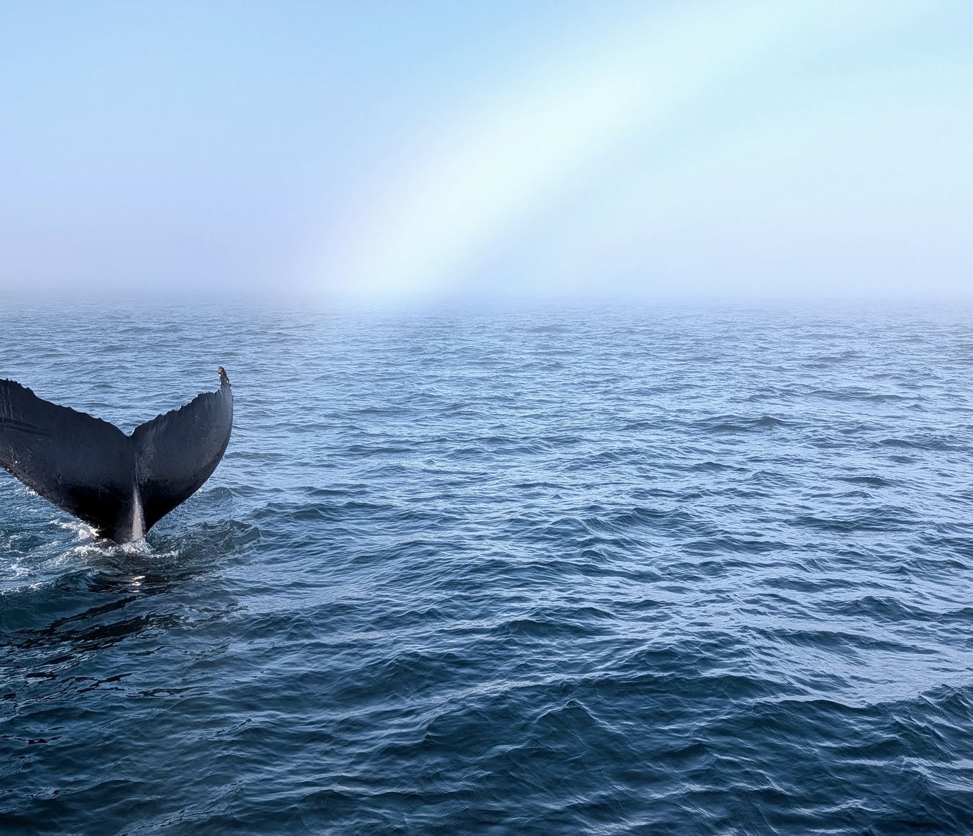 Walbeobachtungstour in der Bay of Fundy.