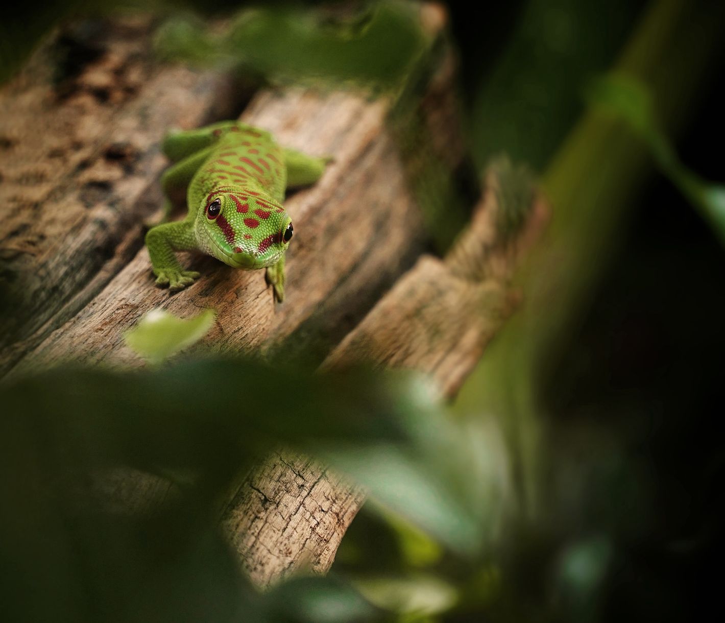 Der Madagaskar-Taggecko im Ranomafana-Nationalpark