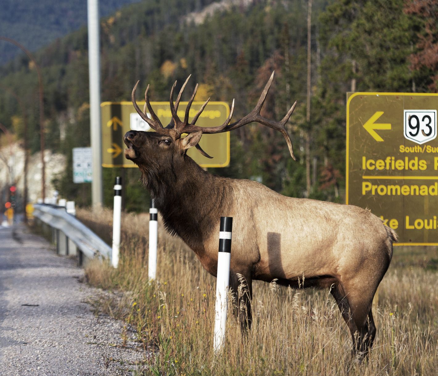 Elch am Strassenrand