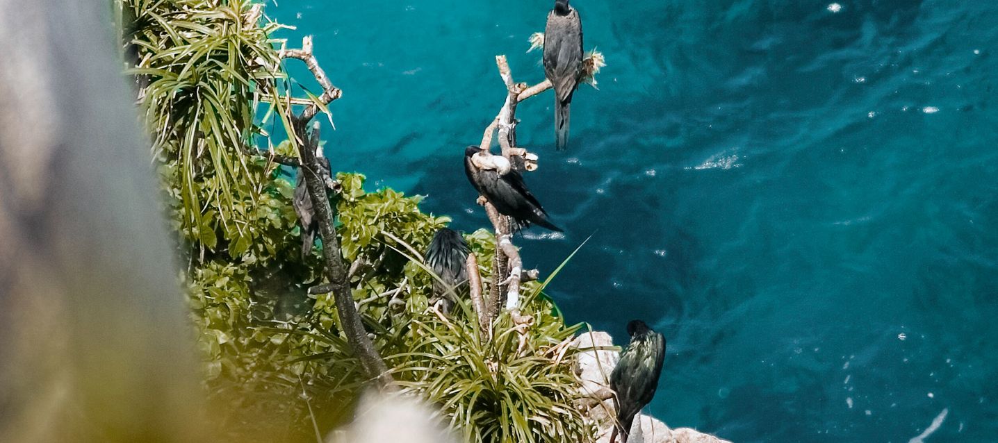Fregattvögel an der Küste der unter Naturschutz stehenden Insel Aride