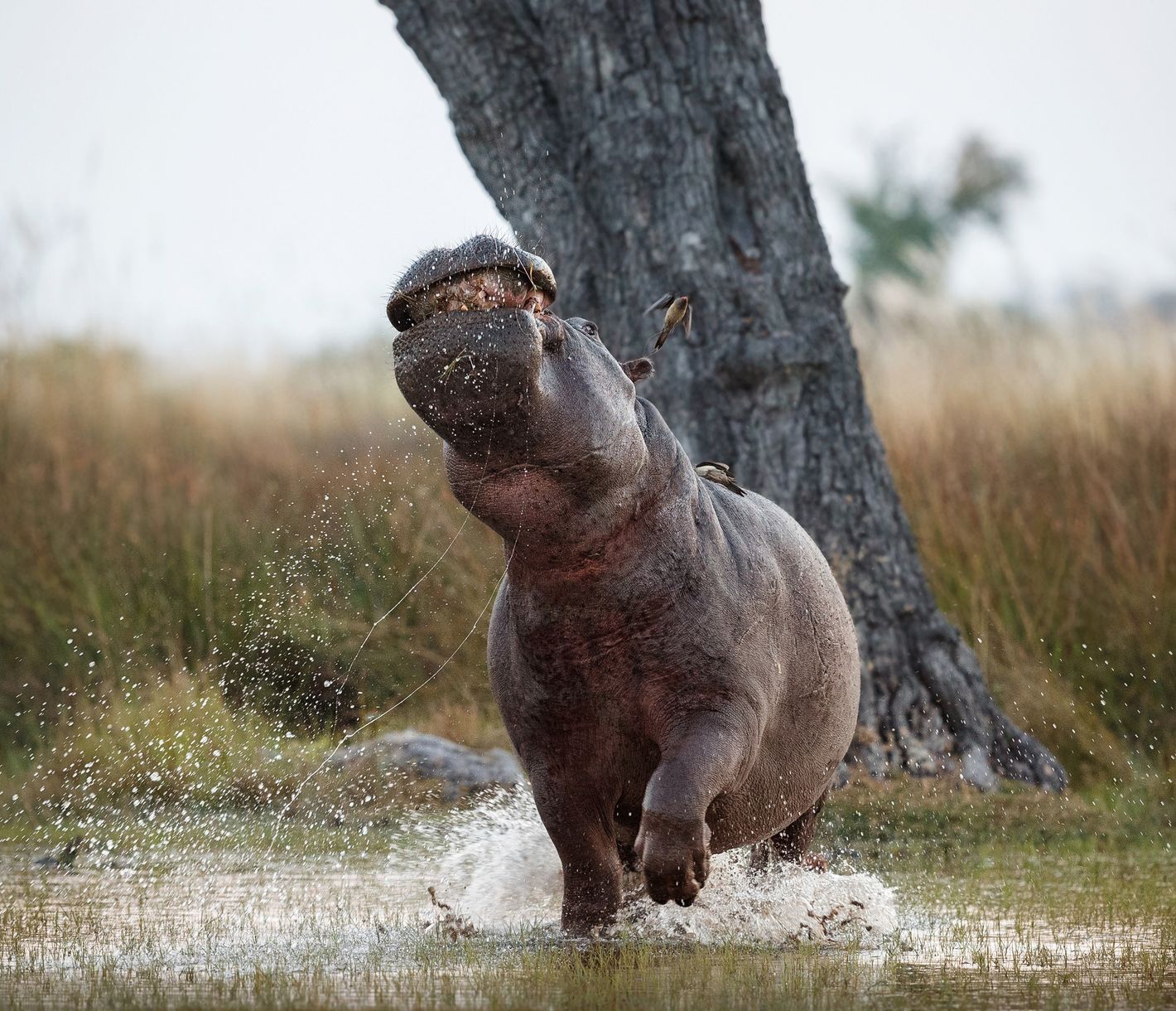 Nervöses Nilpferd im Nyerere-Nationalpark