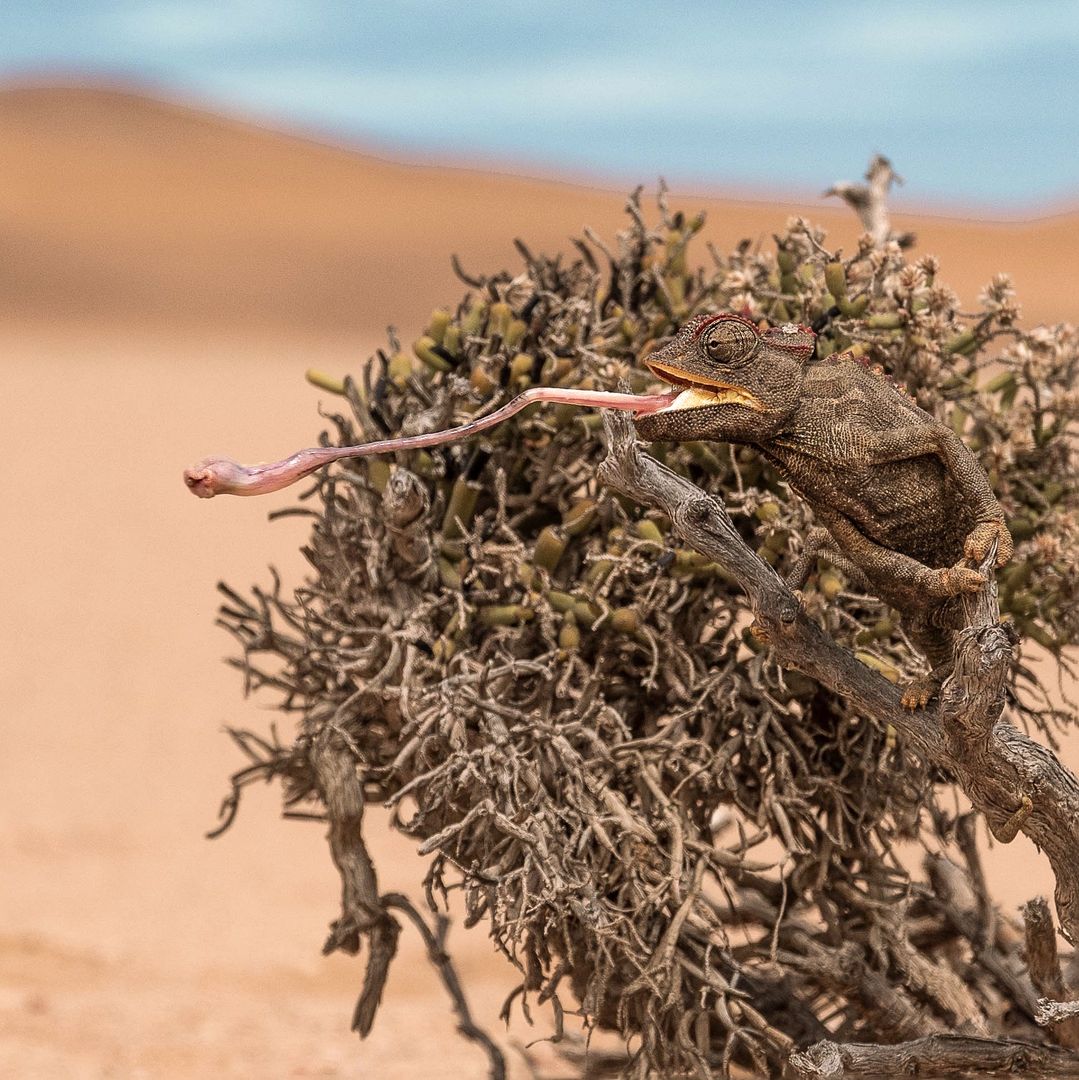 Nahaufnahme eines Chamäleons in den Sanddünen bei Swakopmund
