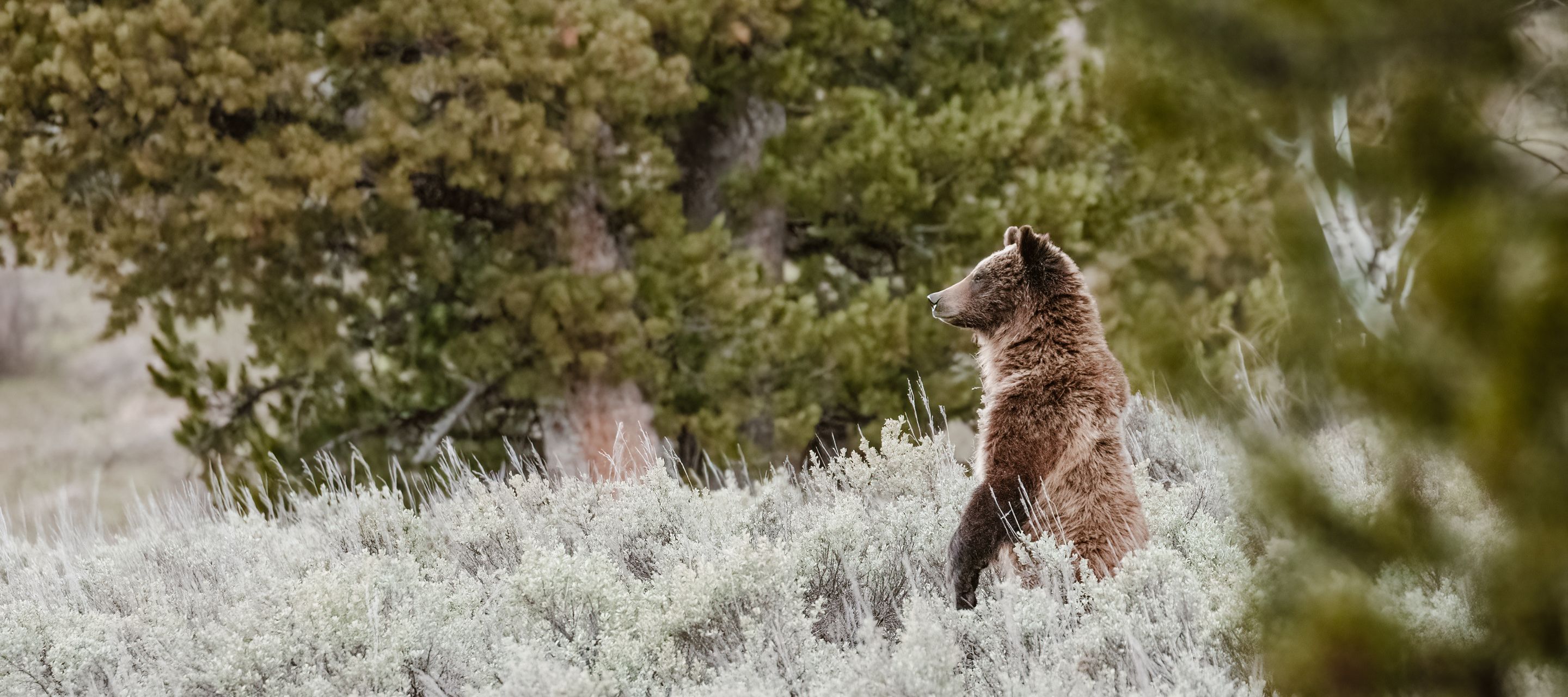 Im Yellowstone National Park gibt es Schwarzbären und Grizzlys.