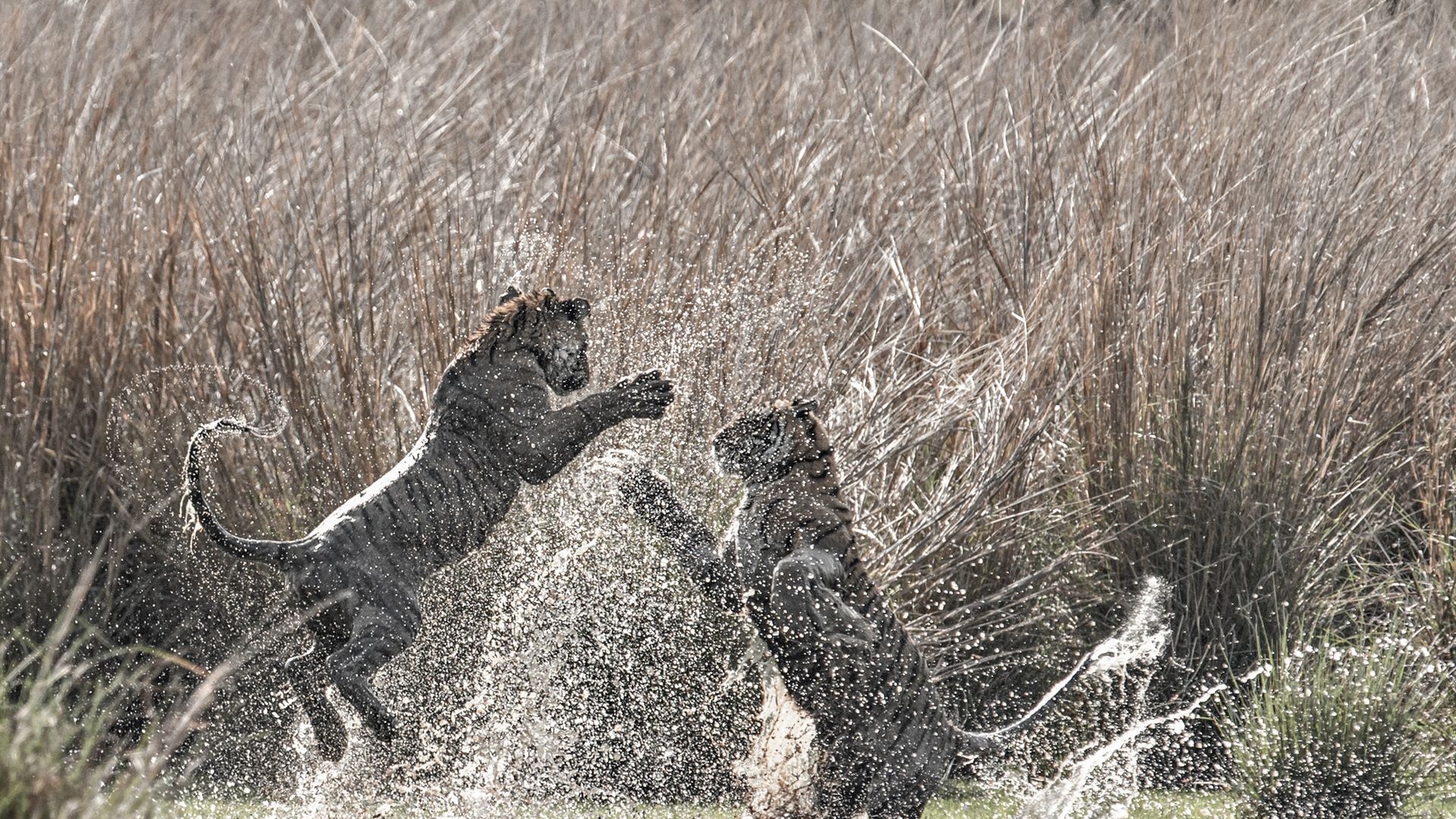 Zwei junge Tiger beim spielerischen Kämpfen im Ranthambhore-Nationalpark