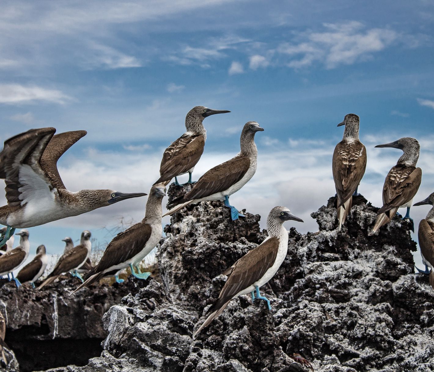 Unverkennbare Blaufusstölpel