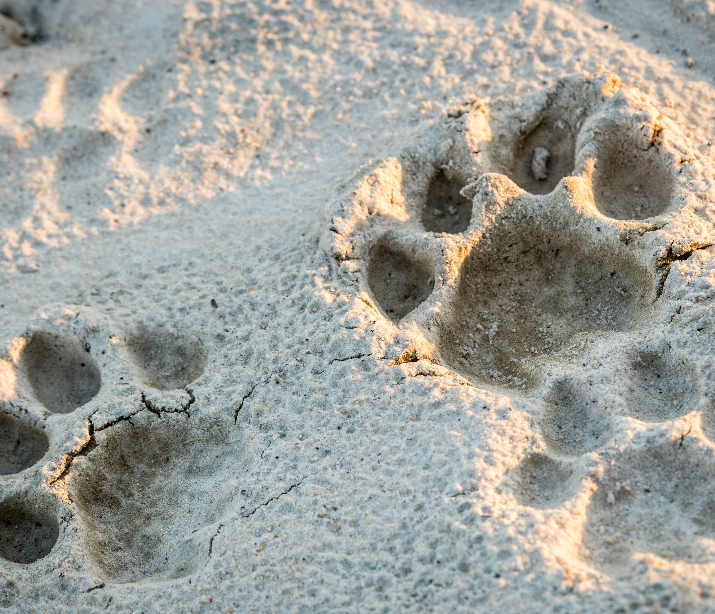 Löwenspuren im Sand