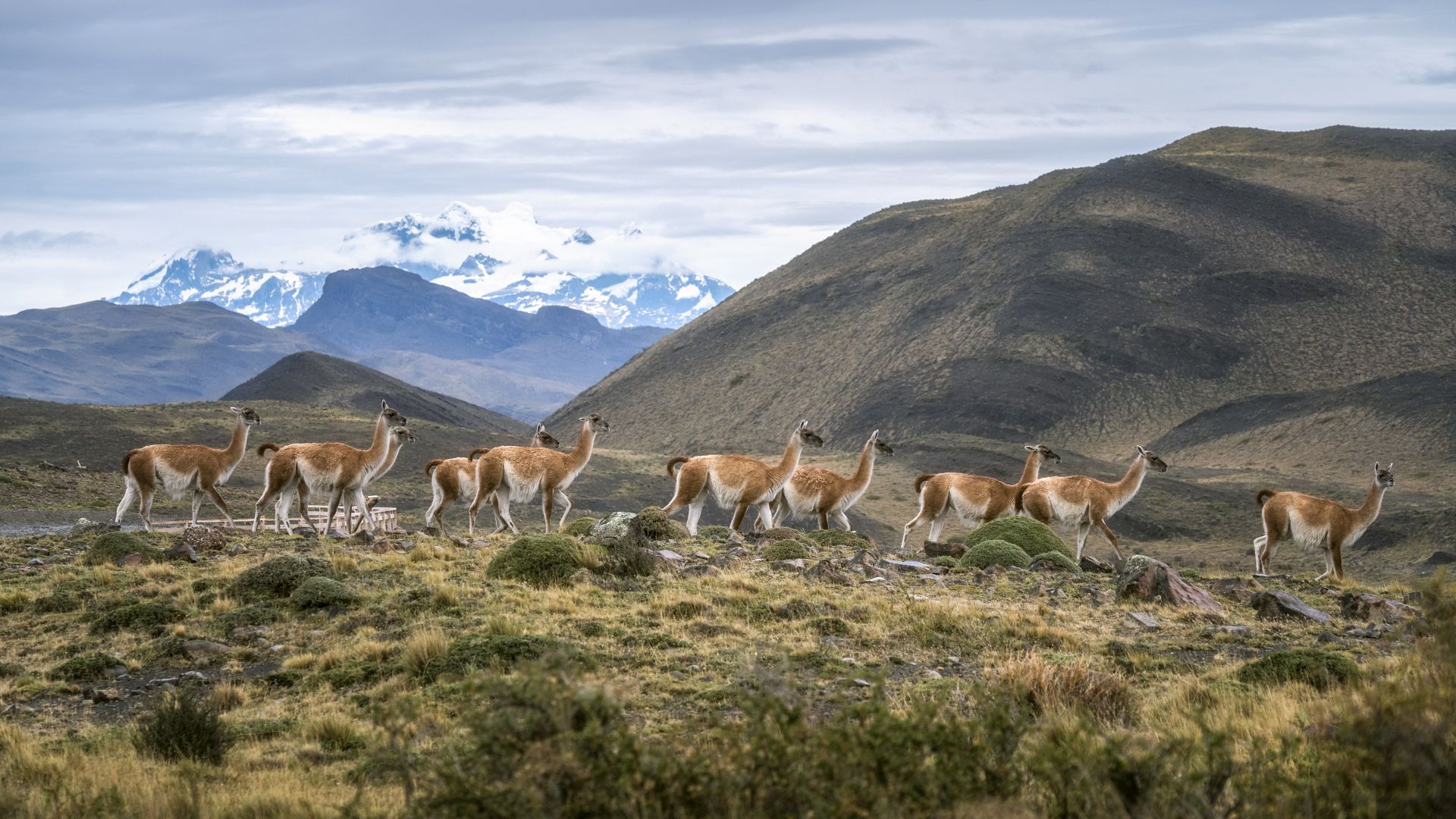 Guanako Herde im Torres del Paine Nationalpark