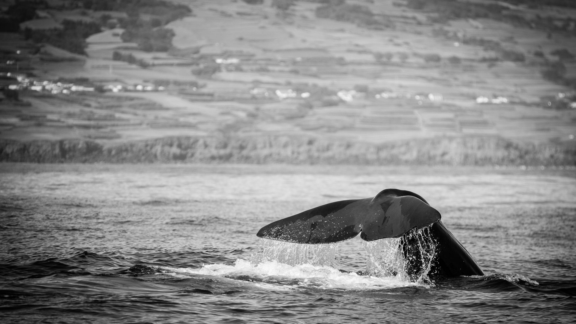 Schwanzflosse eines Pottwals vor der Insel Faial