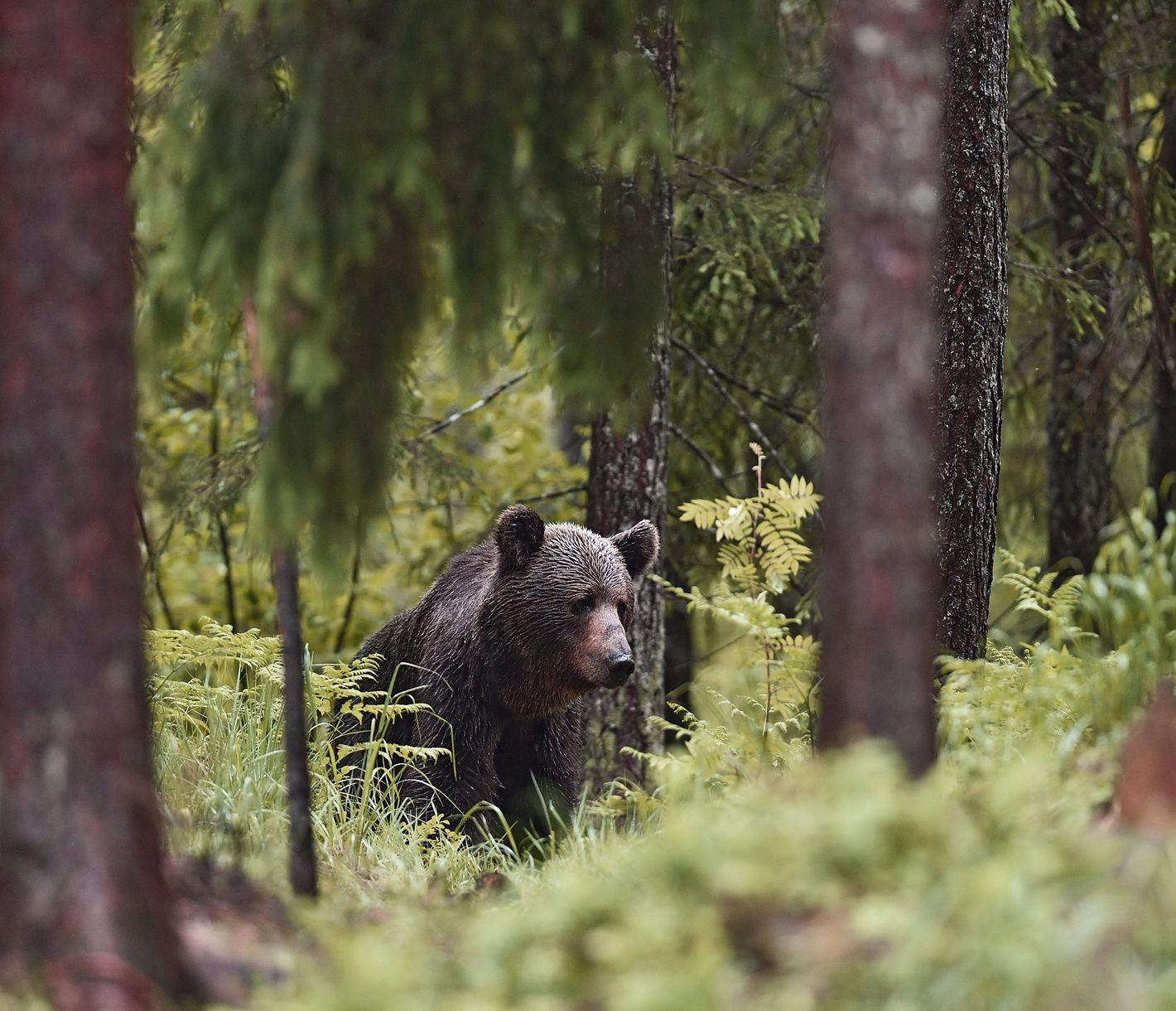 Etwa 900 Bären streifen durch die Wälder von Estland.