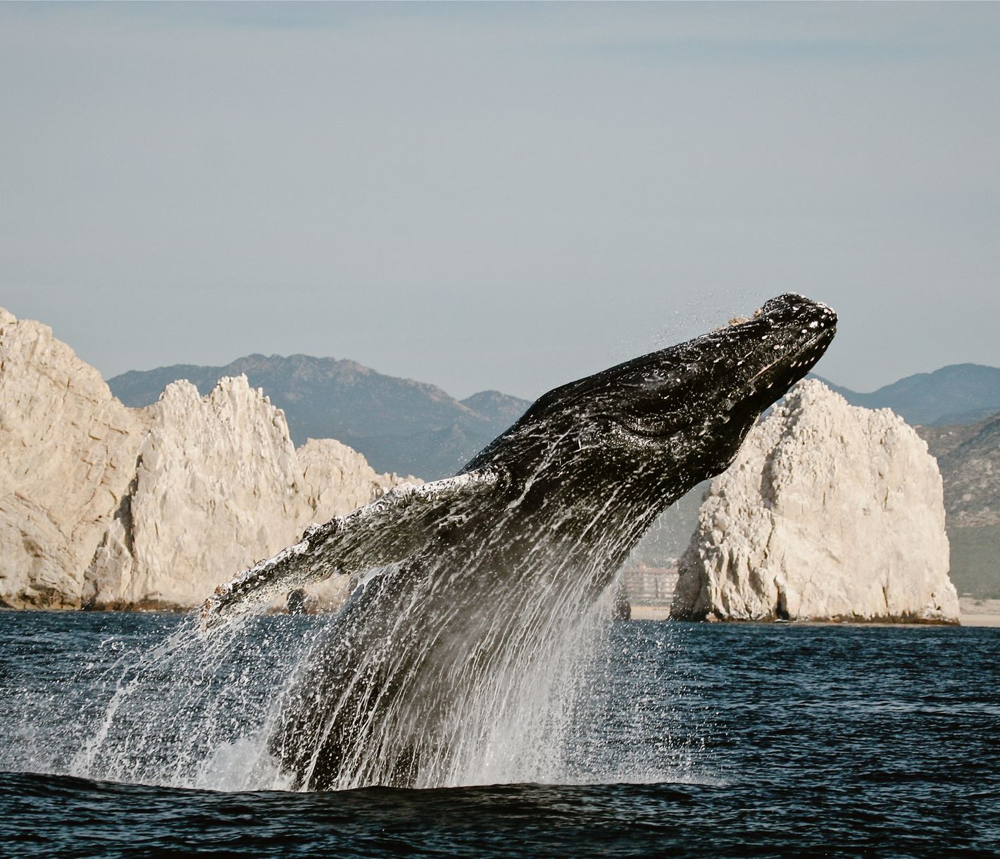 Die Wanderung der Grauwale