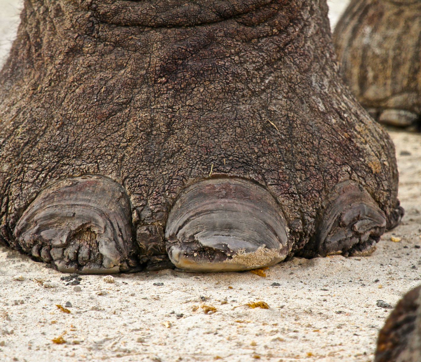 Ein Elefanten-Fuss, der eine Pediküre benötigt
