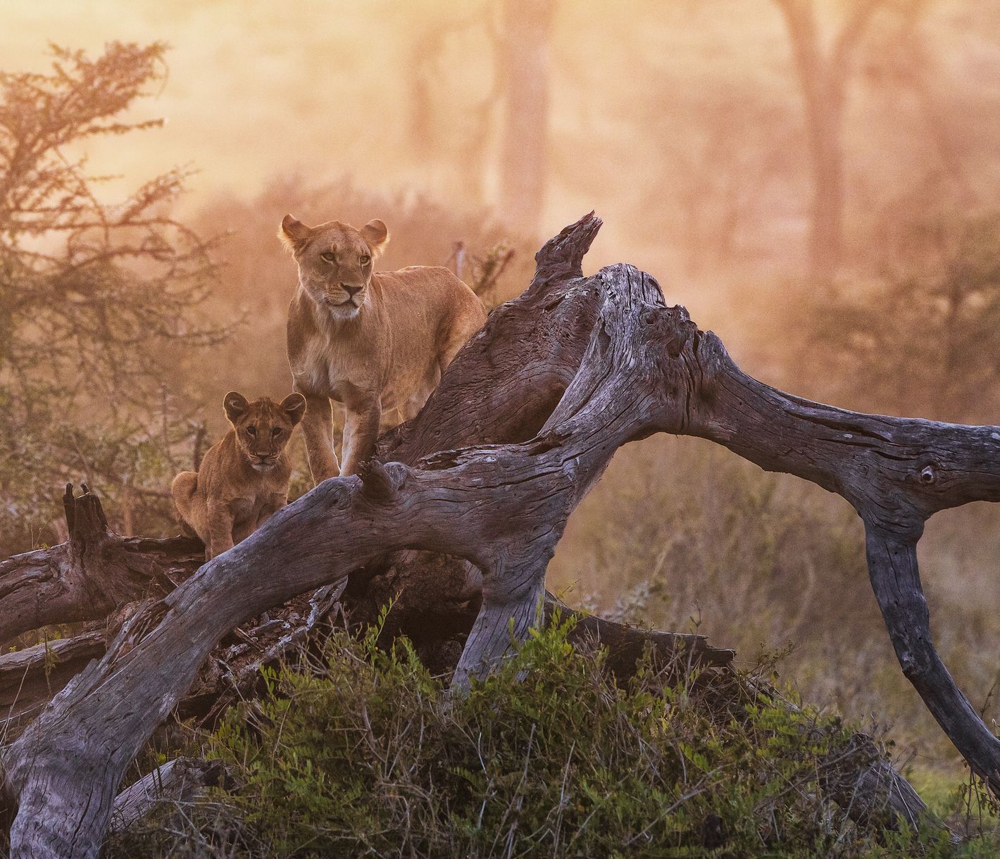 Der König – oder besser die Königin – der Tiere bei Sonnenuntergang in der Serengeti