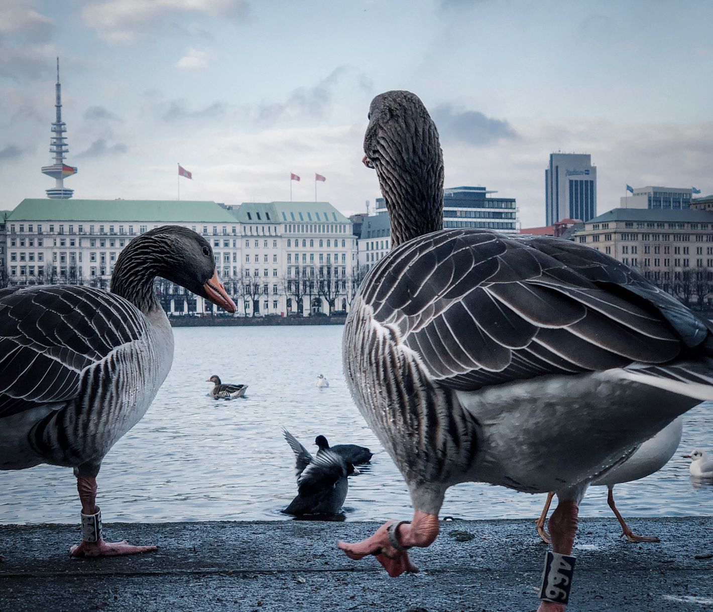 Wasserfontänen, Kaufhäuser und Touristenboote – Hamburgs Binnenalster
