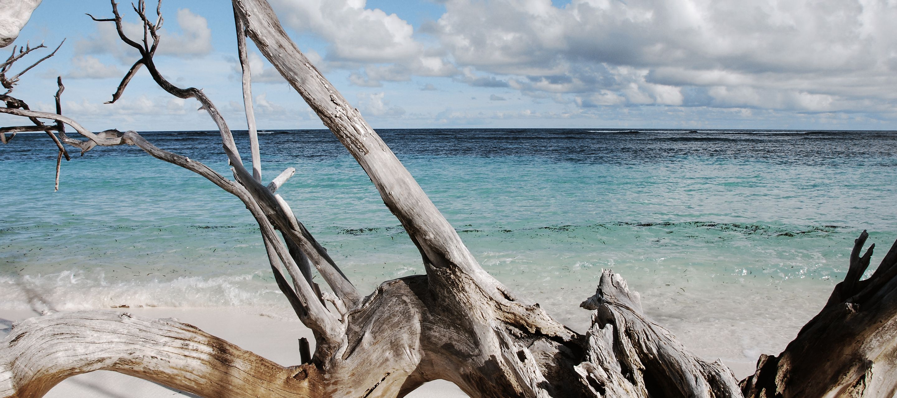 Grosses Schwemmholz am Strand von Bird Island auf den Seychellen