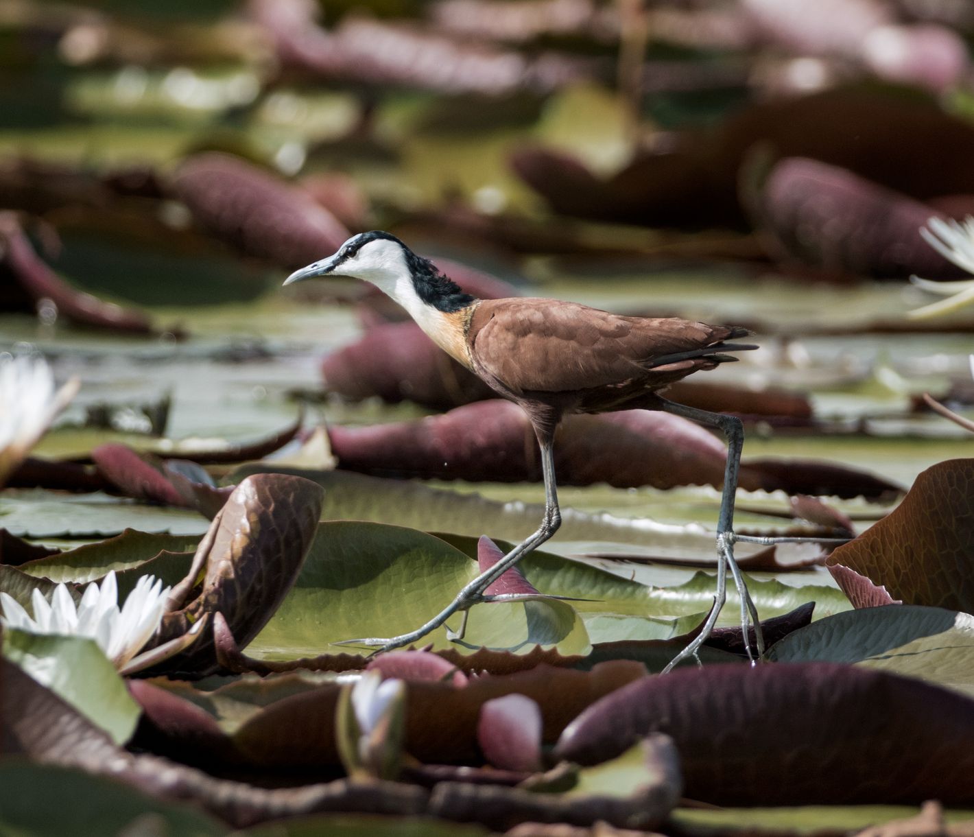 Das Blatthühnchen hat den süssen Übernamen «Jesus-Bird», da es scheinbar über das Wasser gehen kann