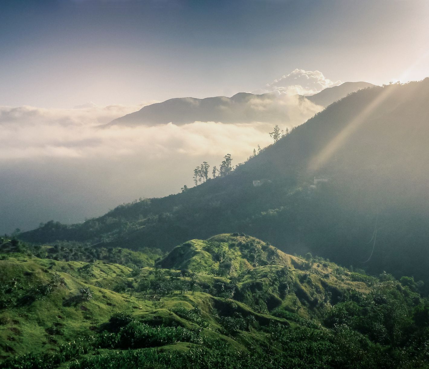 Die Blue Mountains sind nach ihrem blauen Morgendunstschleier benannt und die längste Bergkette Jamaikas