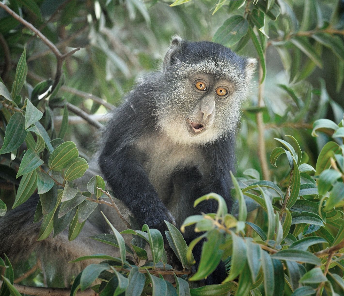 Eine offenbar überraschte Diademmeerkatze im Lake-Manyara-Nationalpark