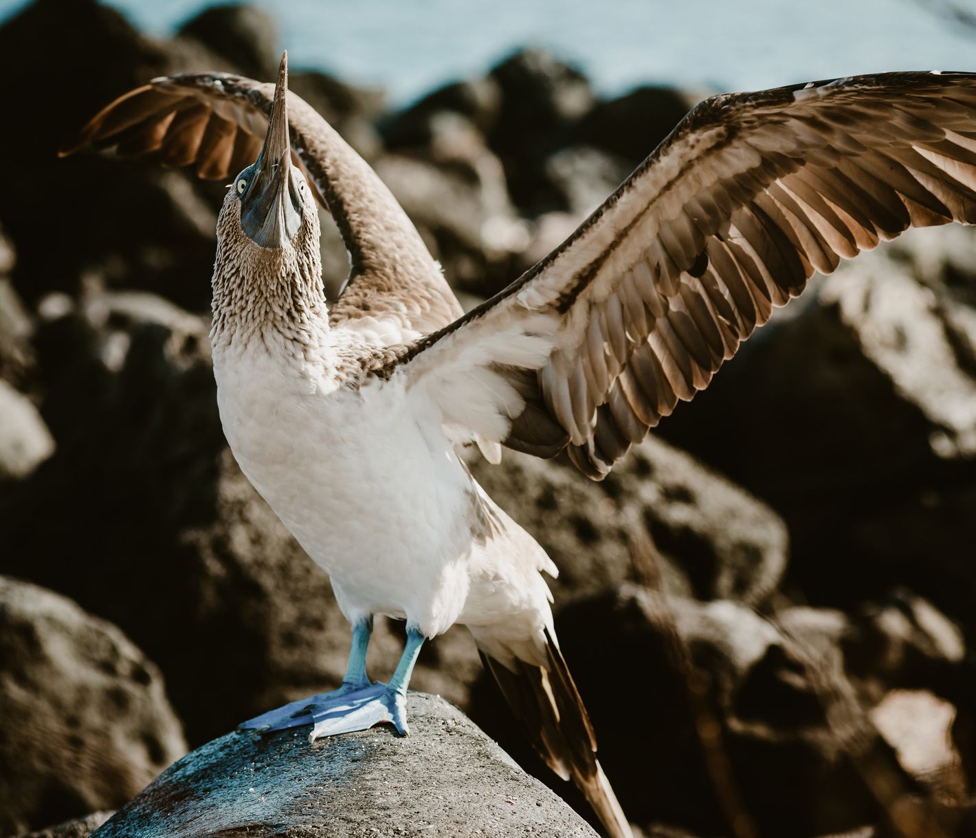 Einfach auf die blauen Füsse achten