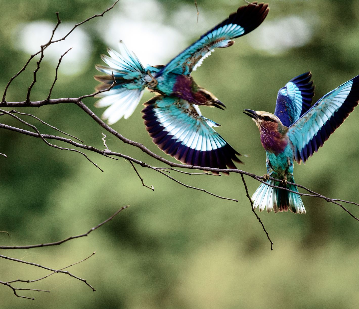 Der «Lilac-breasted Roller» attackiert im Liwonde-Nationalpark einen Artgenossen.