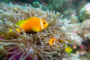 Tauchen rund um Maaya Thila in den Malediven bietet faszinierende Unterwasserwelten mit bunten Korallen und vielfältigem Meeresleben.