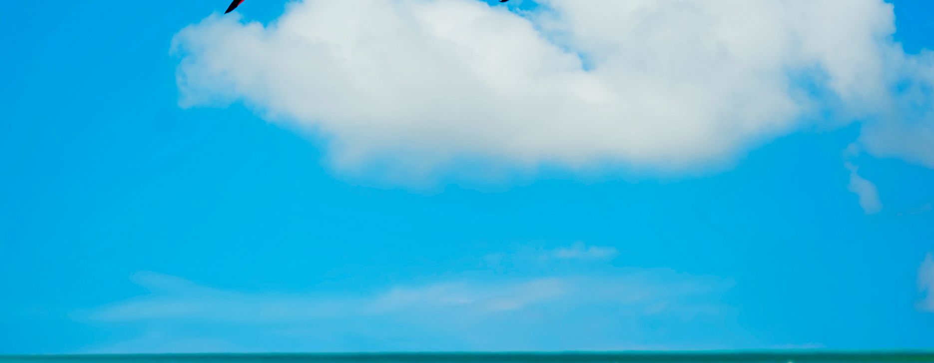 Flamingos im Feuchtgebiet Stagno di Cabras nordwestlich von Oristano