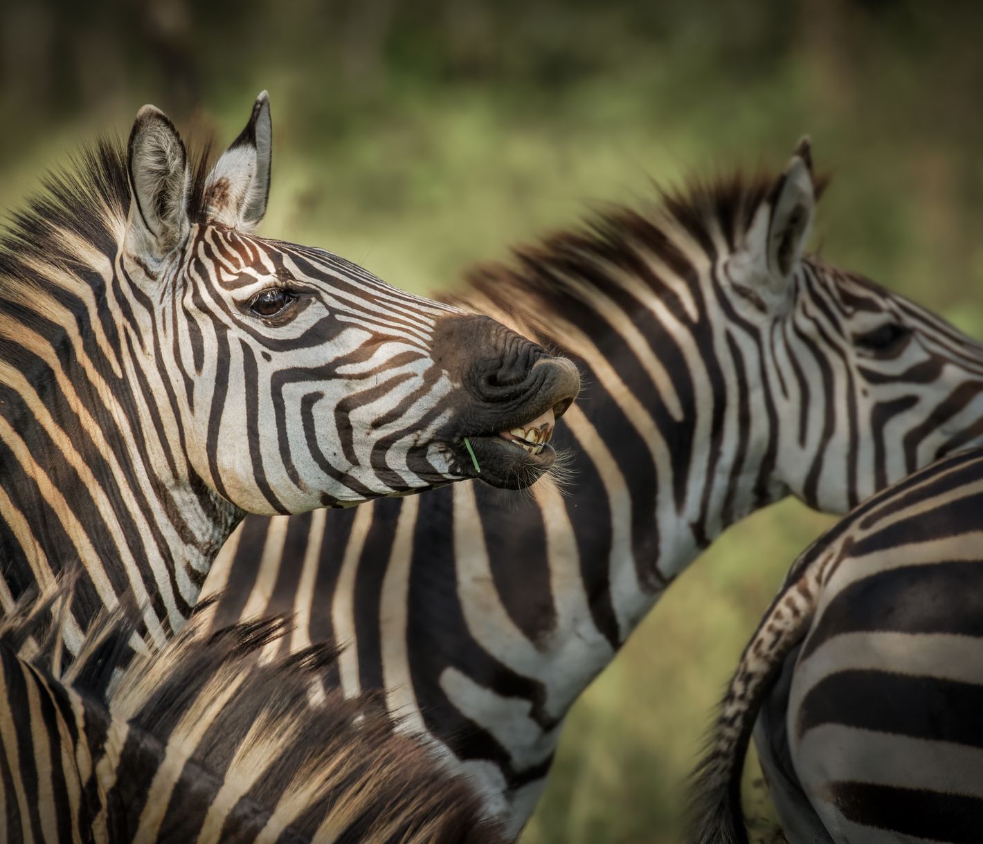 Un troupeau de zèbres des plaines dans le Parc National du lac Mburo
