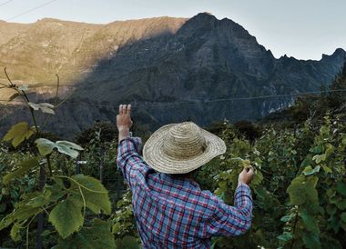 Ein Weinbauer begutachtet die Reben an seinem Weinberg in Cilaos.