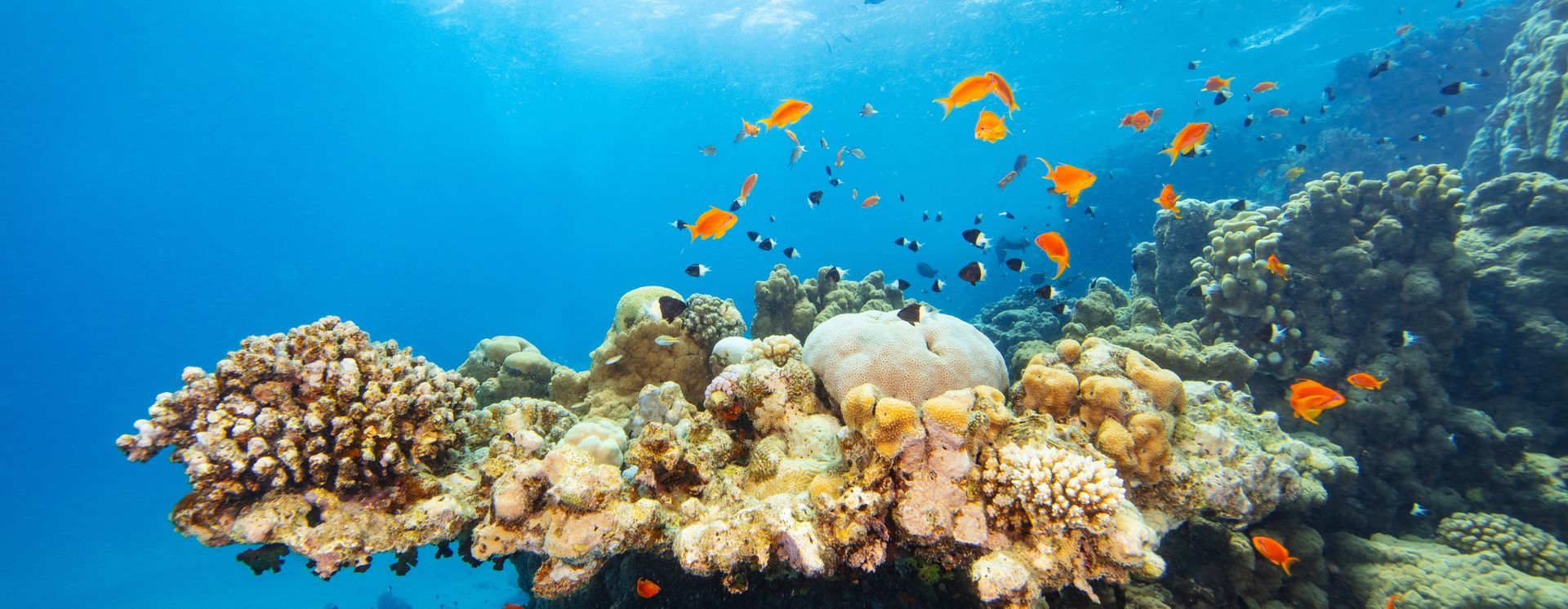 Récif corallien près de Marsa Alam