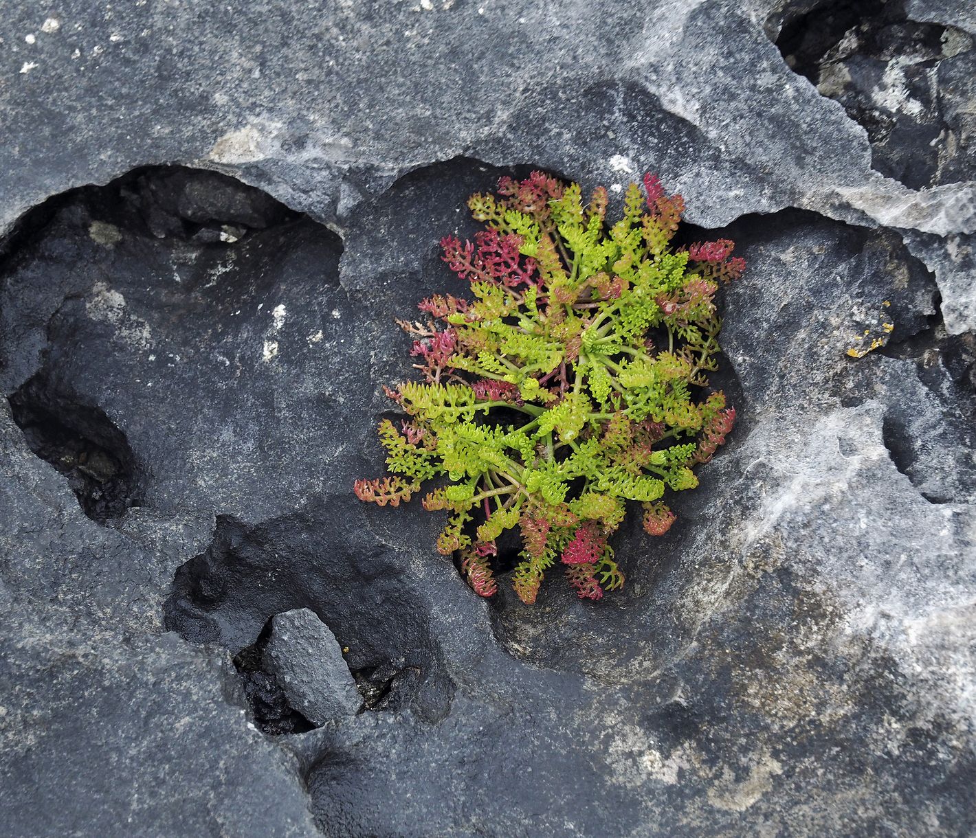 Kalksteinlandschaft Burren
