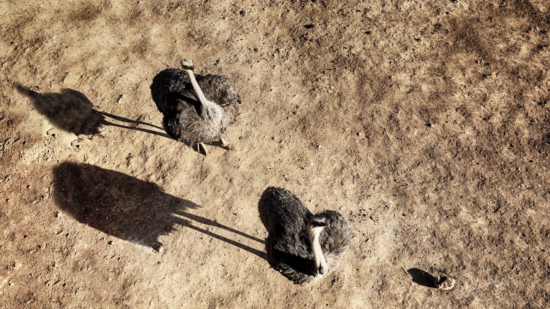 Afrikanischer Strauss im Bandia-Reservat aus der Vogelperspektive