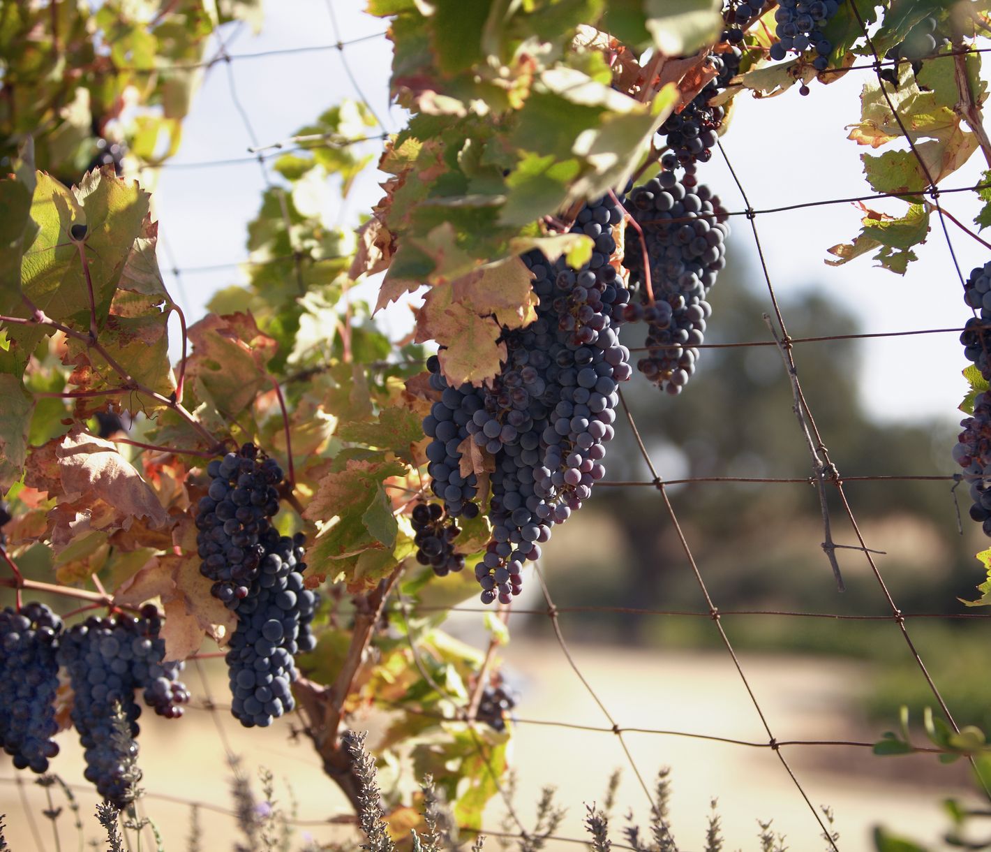 Das Klima in der Region San Luis Obispo ist ideal für den Weinanbau.