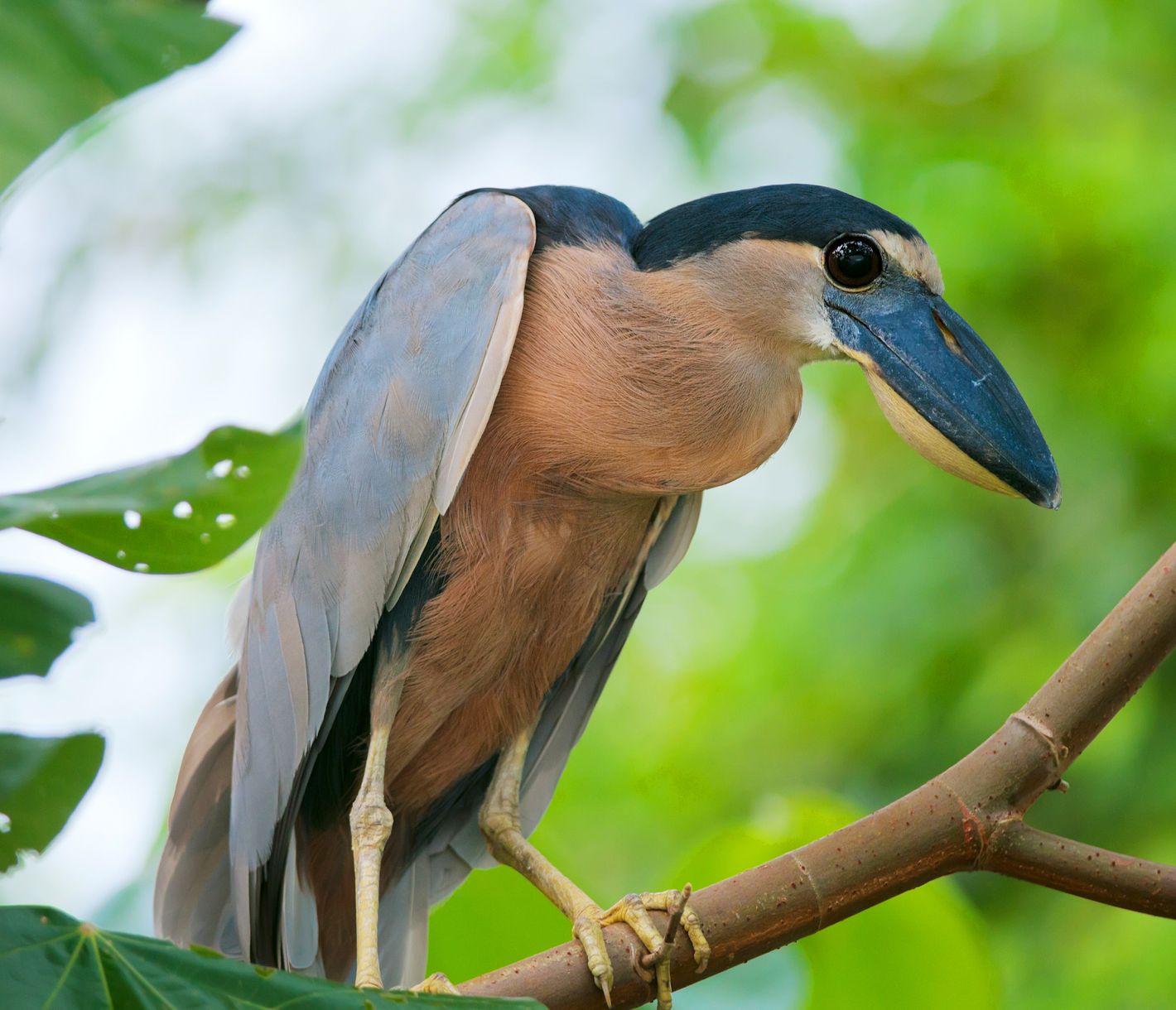 Saviez-vous que le parc de Carara est l'un des meilleurs sites d'observation d'oiseaux de tout le Costa Rica ?