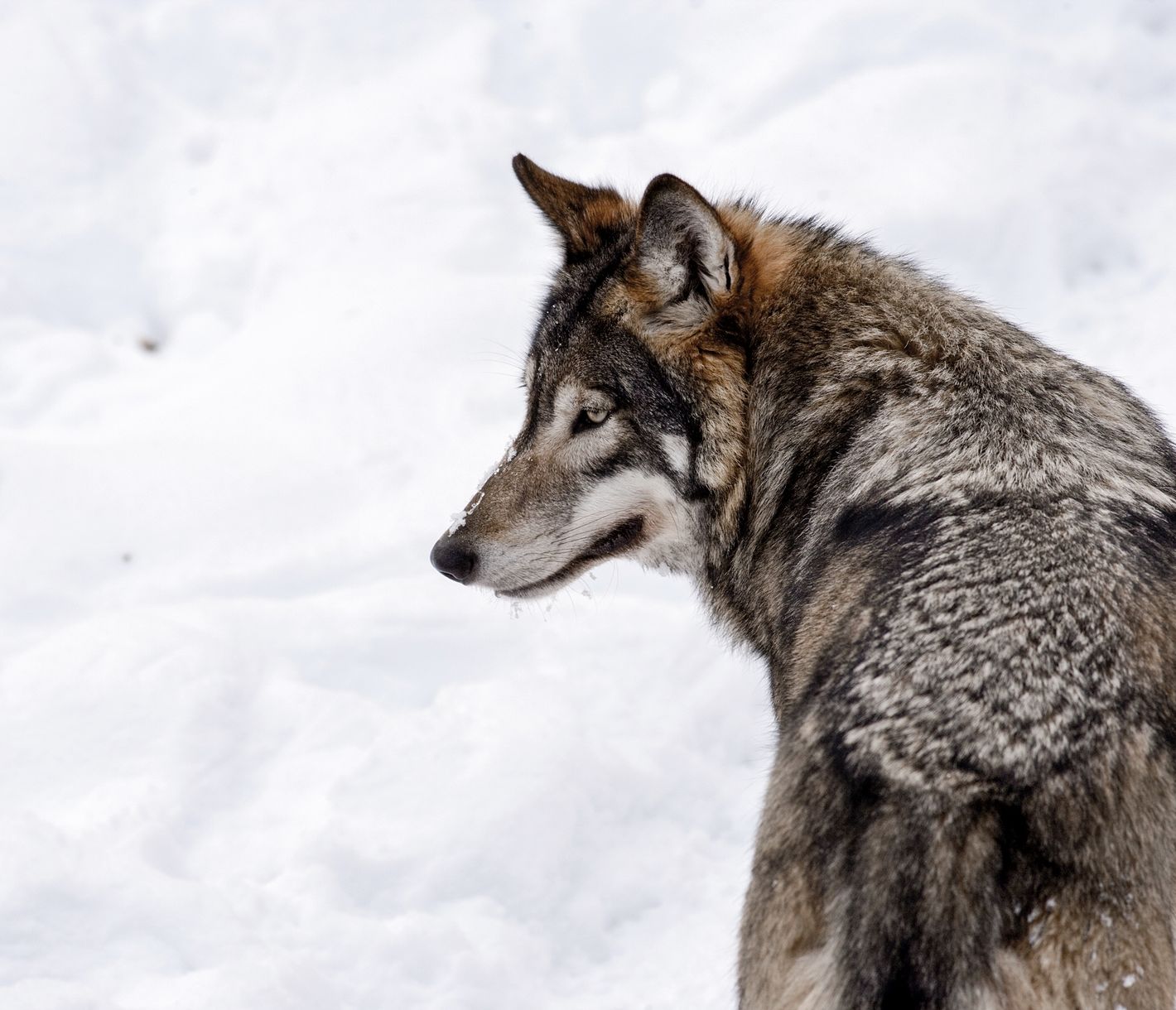 Auf den Spuren des Wolfes folgt man den Fährten dieser faszinierenden Tiere