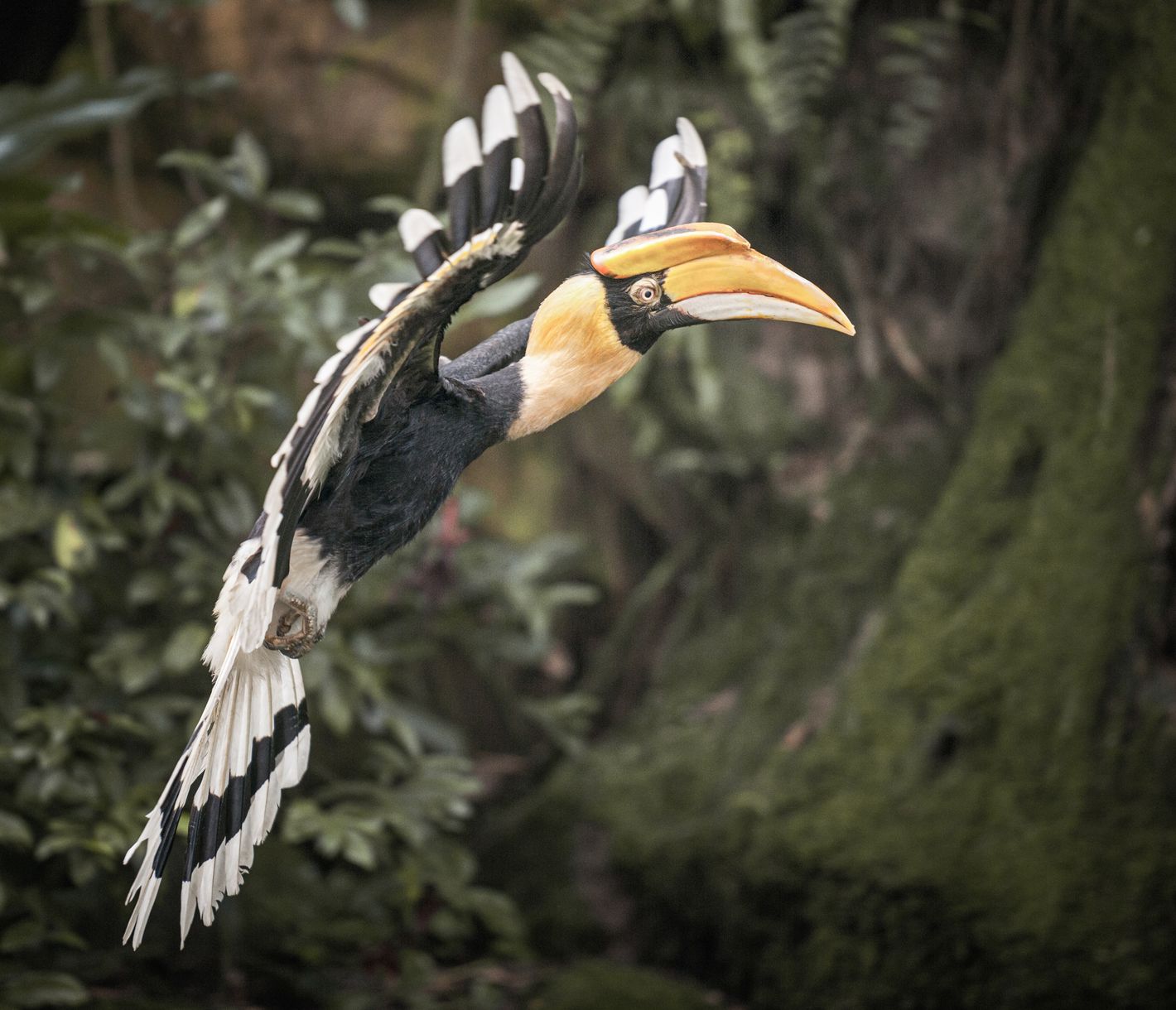 Faszinierende Wildnis