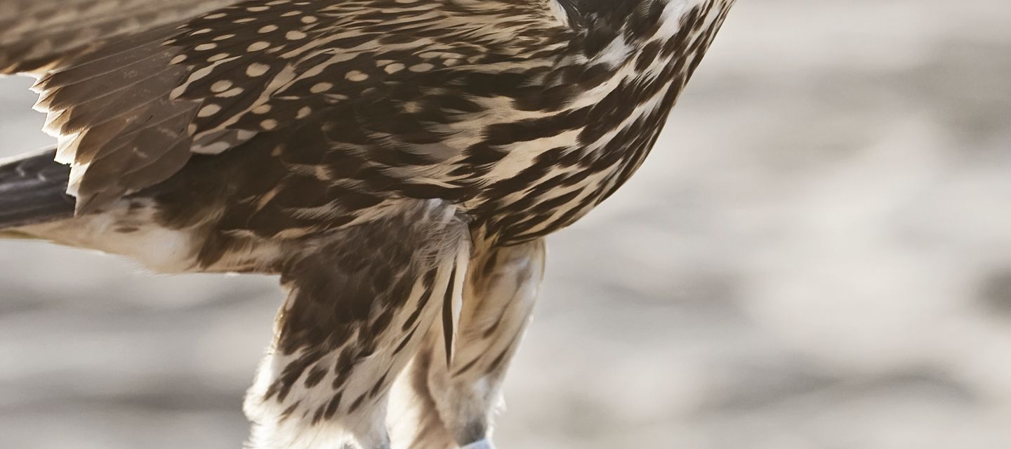 Der majestätische Nationalvogel beim täglichen Training für die Jagd