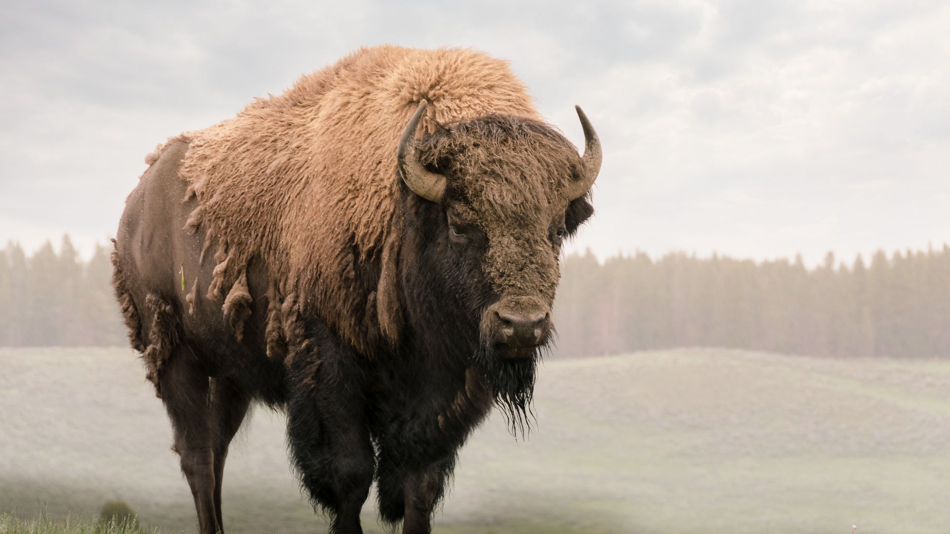 Im Yellowstone-Nationalpark treffen Sie auf riesige Büffelherden.