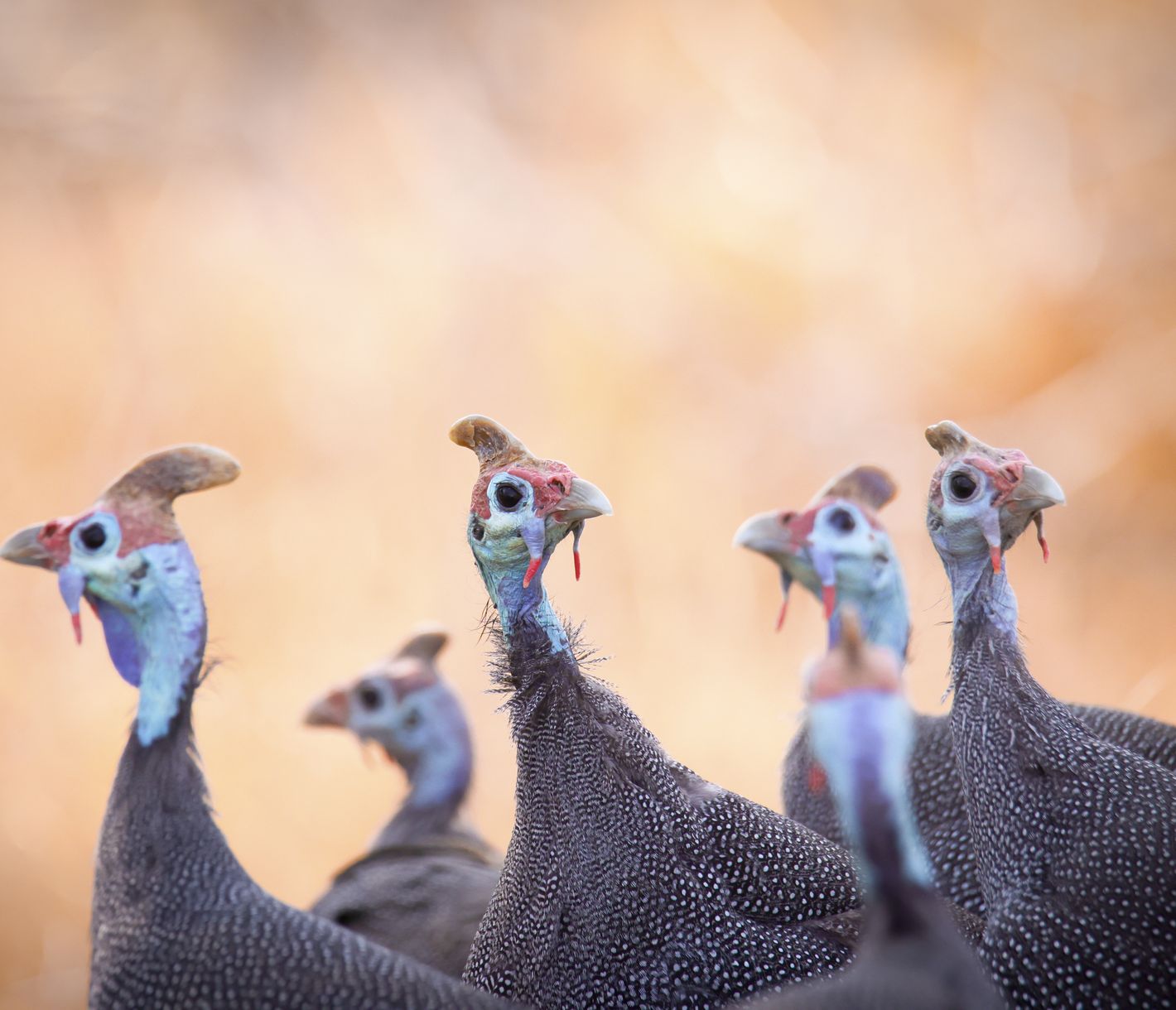 Perlhühner überprüfen die Verkehrslage aufmerksam.