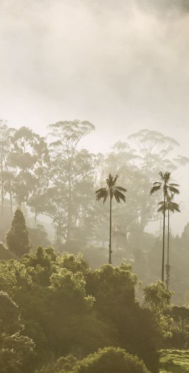 Colombie voyages sur mesure - Le palmier le plus haut du monde pousse dans la vallée de Cocora.