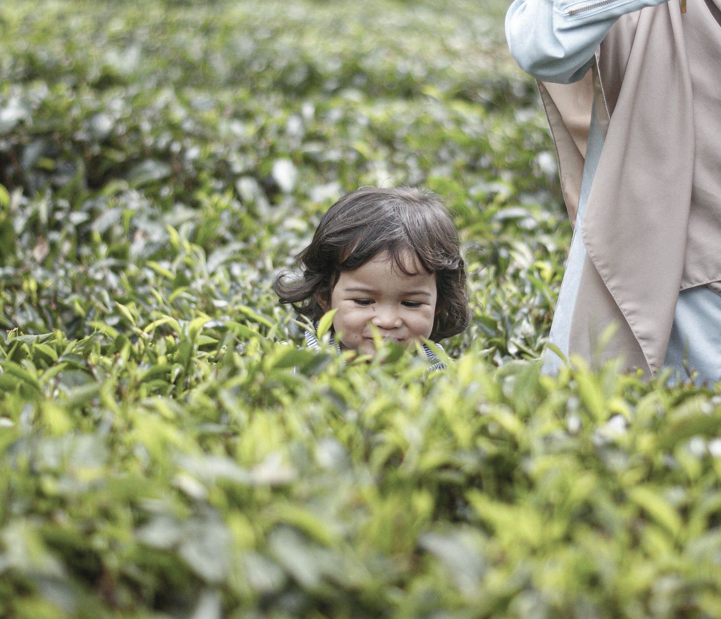 Sabah Tea Plantation