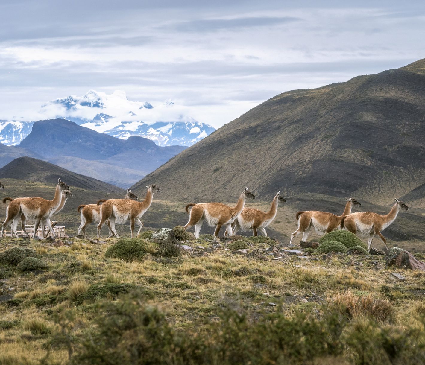 Guanako Herde im Torres del Paine Nationalpark