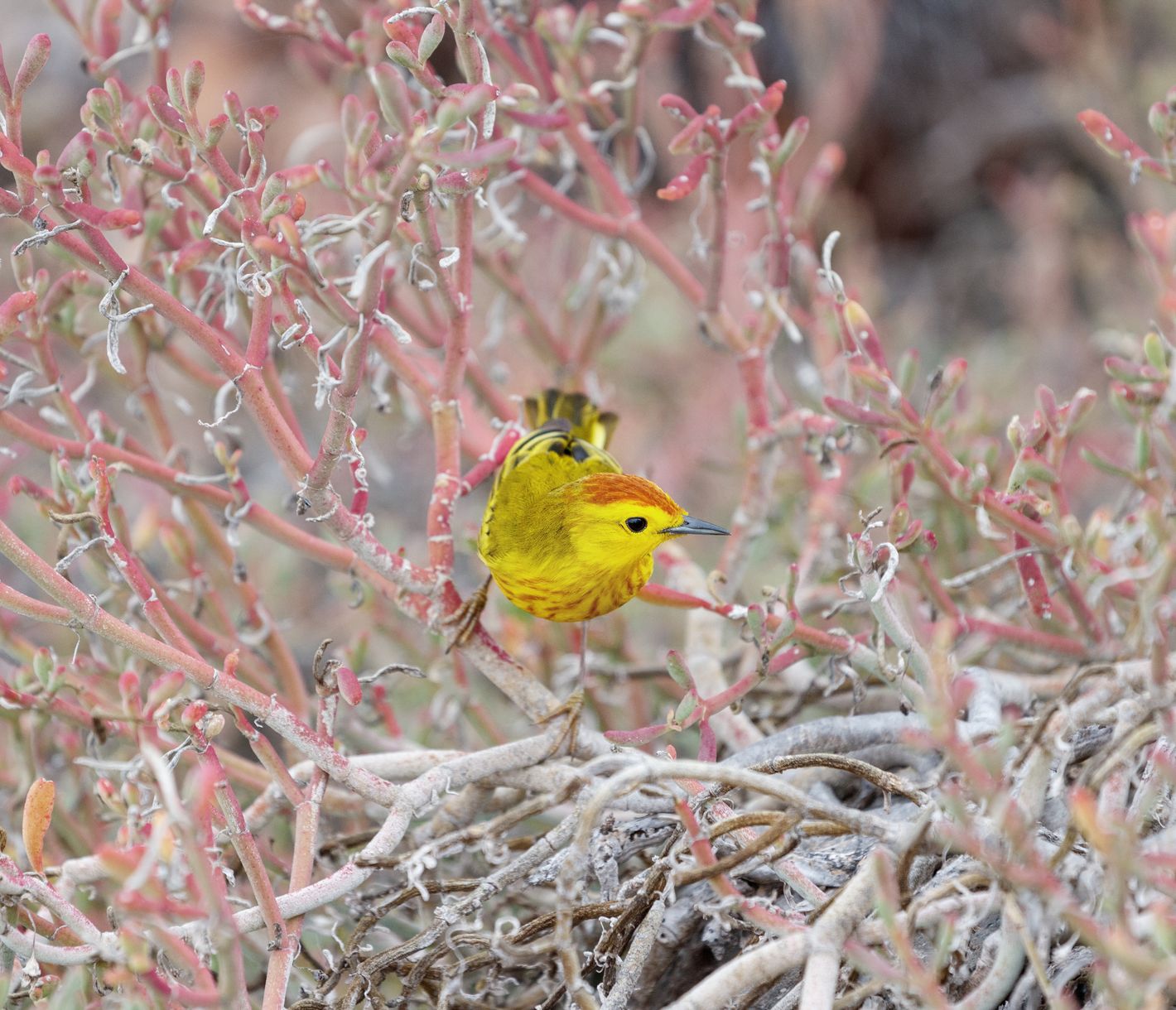 Sichtung des Galapagos-Goldwaldsängers