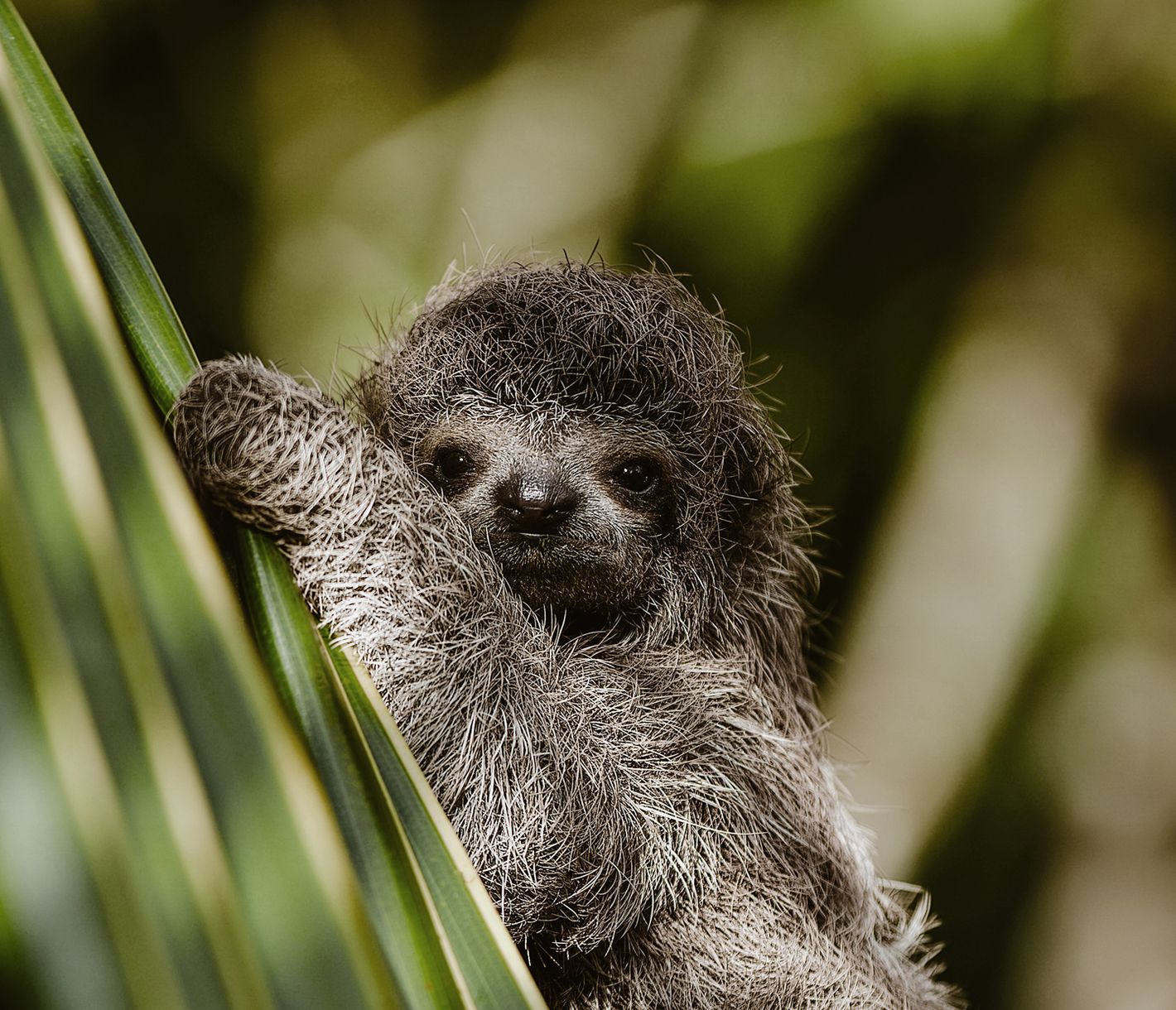 Costa Ricas unglaubliche Tierwelt.